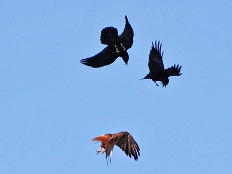 Red-tailed Hawk (Buteo jamaicensis)