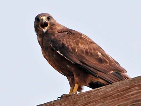 Red-tailed Hawk (Buteo jamaicensis)