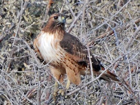 Red-tailed Hawk (Buteo jamaicensis)