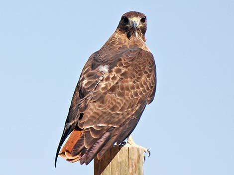 Red-tailed Hawk (Buteo jamaicensis)