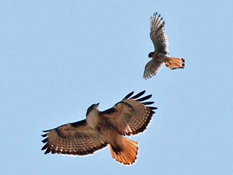 Red-tailed Hawk (Buteo jamaicensis)