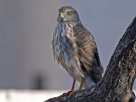 Sharp-shinned Hawk (Accipiter striatus)