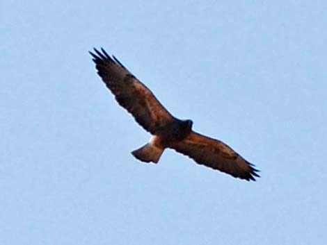 Swainson's Hawk (Buteo swainsoni)