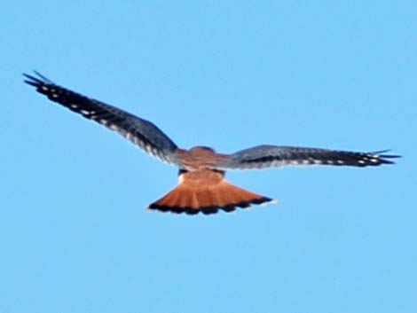 American Kestrel (Falco sparverius)