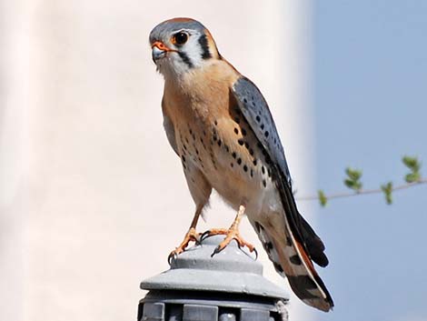 American Kestrel (Falco sparverius)