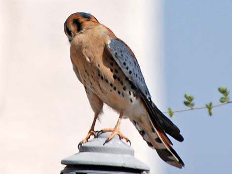 American Kestrel (Falco sparverius)