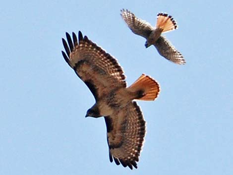 American Kestrel (Falco sparverius)