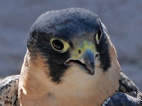 Peregrine Falcon (Falco peregrinus)