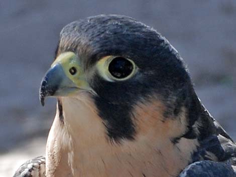 Peregrine Falcon (Falco peregrinus)