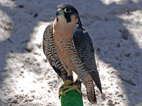 Peregrine Falcon (Falco peregrinus)