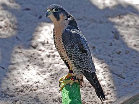 Peregrine Falcon (Falco peregrinus)