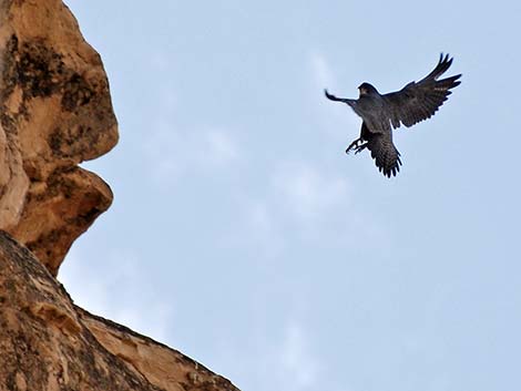 Peregrine Falcon (Falco peregrinus)