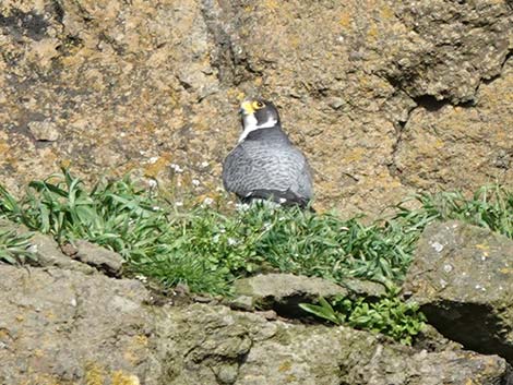 Peregrine Falcon (Falco peregrinus)