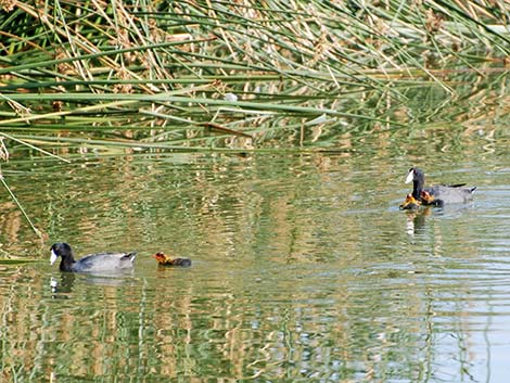 American Coot (Fulica americana)