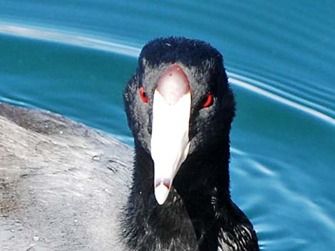 American Coot (Fulica americana)