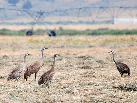 Sandhill Crane (Grus canadensis)