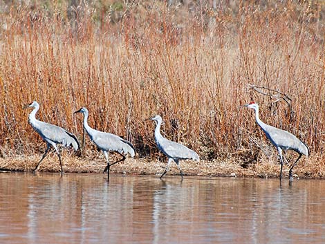 Sandhill Crane (Grus canadensis)