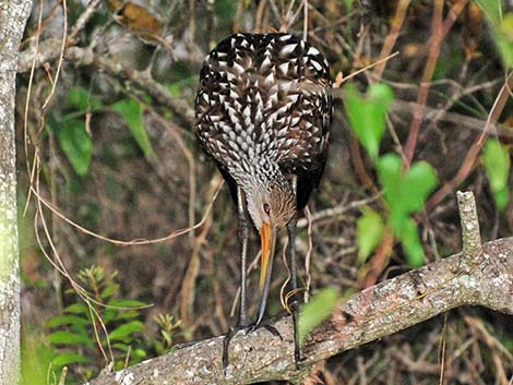 Limpkin (Aramus guarauna)