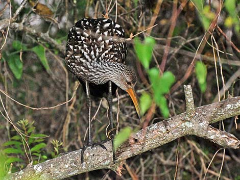 Limpkin (Aramus guarauna)