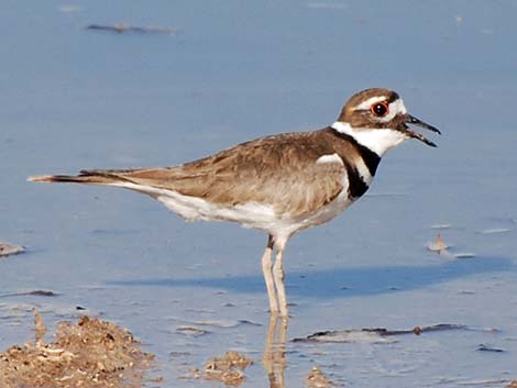 Charadriidae, Killdeer