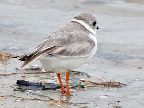 Piping Plover (Charadrius melodus)