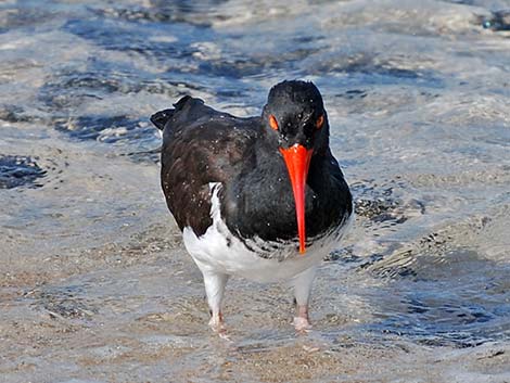 American Oystercatcher (Haematopus palliatus)