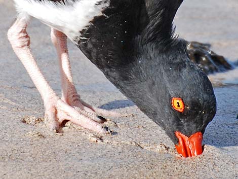 American Oystercatcher (Haematopus palliatus)