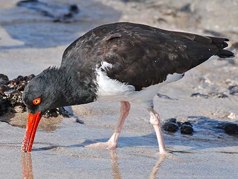 American Oystercatcher (Haematopus palliatus)