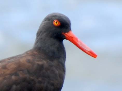 Black Oystercatcher (Haematopus bachmani)