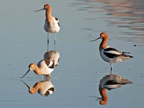 American Avocet (Recurvirostra americana)