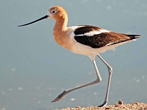 American Avocet (Recurvirostra americana)