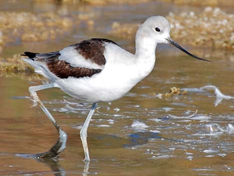 American Avocet (Recurvirostra americana)