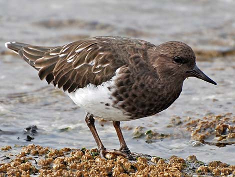 Black Turnstone (Arenaria melanocephala)