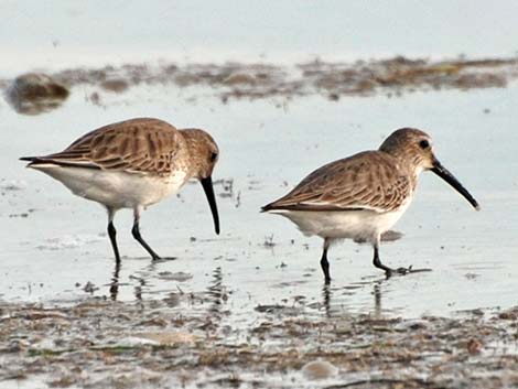 Dunlin (Calidris alpina)