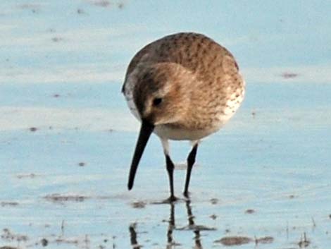 Dunlin (Calidris alpina)