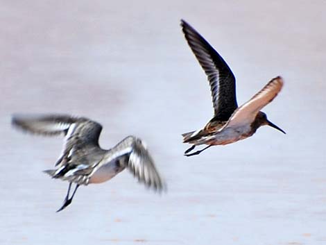 Dunlin (Calidris alpina)