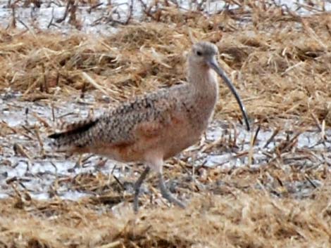 Long-billed Curlew (Numenius americanus)