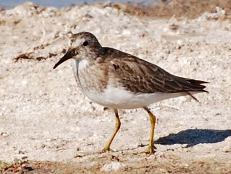 Least Sandpiper (Calidris minutilla)