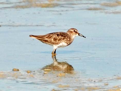 Least Sandpiper (Calidris minutilla)