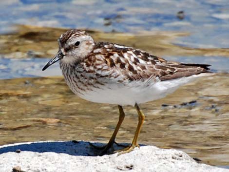 Least Sandpiper (Calidris minutilla)