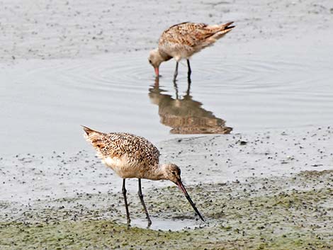 Marbled Godwit (Limosa fedoa)