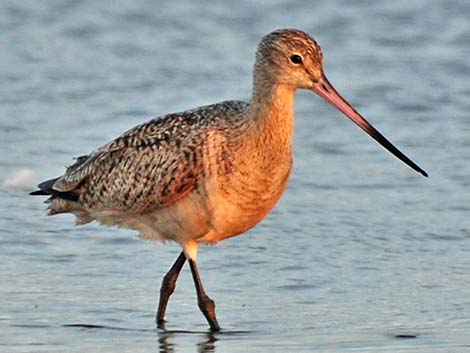 Marbled Godwit (Limosa fedoa)