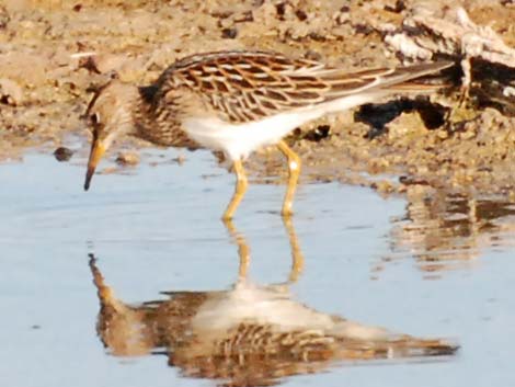 Pectoral Sandpiper (Calidris melanotos)