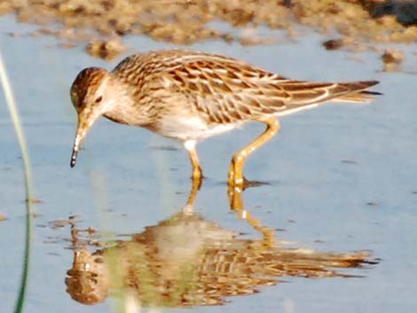 Pectoral Sandpiper (Calidris melanotos)