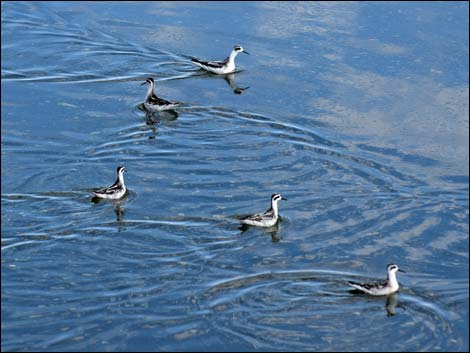 Red-necked Phalarope (Phalaropus lobatus)