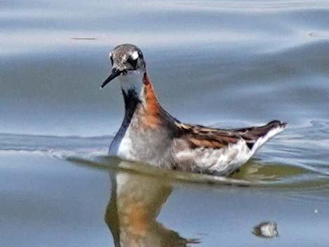 Red-necked Phalarope (Phalaropus lobatus)