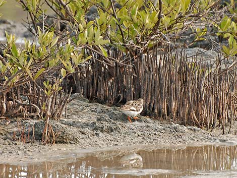 Ruddy Turnstone (Arenaria interpres)