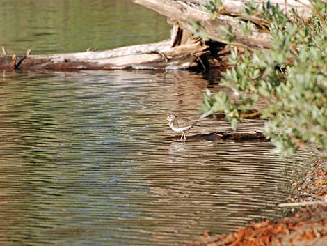 Spotted Sandpiper (Actitis macularius)