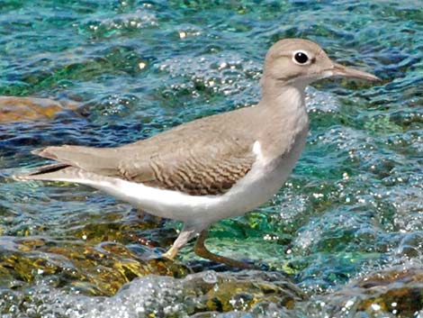 Spotted Sandpiper (Actitis macularius)