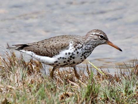 Spotted Sandpiper (Actitis macularius)